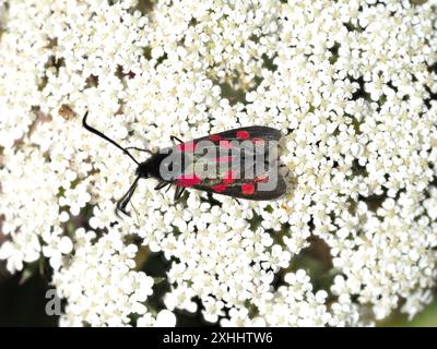 Eine 6-fleckige, fliegende Motte, Zygaena filipendulae, die auf einer Blume ruht. Stockfoto