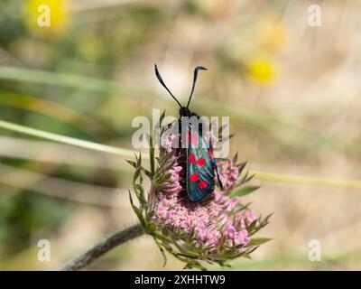 Eine 6-fleckige, fliegende Motte, Zygaena filipendulae, die auf einer Blume ruht. Stockfoto