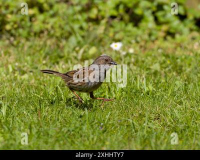 Ein Dunnnock, Prunella modularis, ernährt sich am Boden. Stockfoto