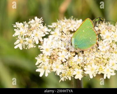 Die Unterseite eines grünen Schmetterlings, Callophrys rubi, ruht auf einem Blatt. Stockfoto