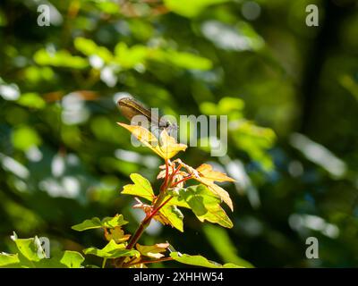 Eine schöne Frau, Calopteryx virgo, die auf einem Blatt ruht. Stockfoto