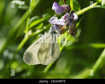 Leptidea sinapis, der weiße Schmetterling, der sich von Nektar einer Blume ernährt. Stockfoto