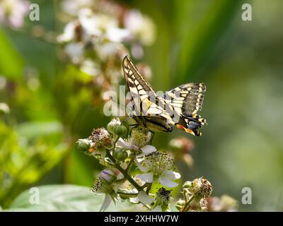 Papilio machaon, der Schwalbenschwanz der Alten Welt, ist ein Schmetterling der Familie Papilionidae. Auch bekannt als gewöhnlicher gelber Schwalbenschwanz oder nur Schwalbenschwanz. Stockfoto