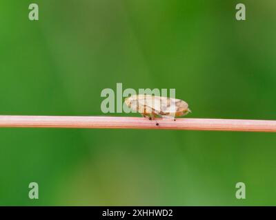 Philaenus spumarius, der Wiesenfroher oder Wiesenspuckerkäfer, der auf einem Grasstamm thront. Stockfoto