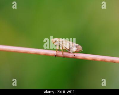 Philaenus spumarius, der Wiesenfroher oder Wiesenspuckerkäfer, der auf einem Grasstamm thront. Stockfoto