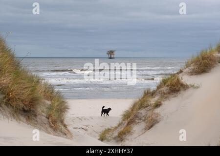 Blick zwischen zwei Dünen auf einer Offshore-Produktionsplattform in der Nähe der niederländischen Insel Ameland, Strand mit Hund und brechenden Wellen im Vordergrund Stockfoto