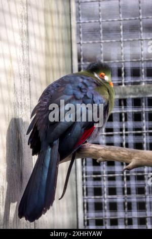 Der Hartlaub's Turaco mit seinem leuchtend grünen Gefieder und dem markanten roten Wappen wurde in einem Bergwald gesehen. Auf diesem Foto wird ITS aufgenommen Stockfoto