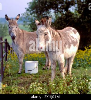 Familie von Eseln im Freien im Frühling. Ein paar Esel auf der Wiese Stockfoto