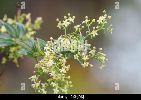 Nahaufnahme von wilden Krabbelblüten Stockfoto