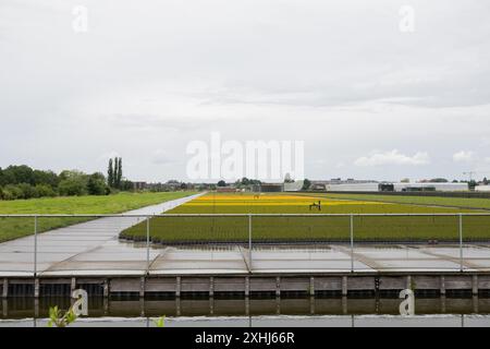 Industrielle Landwirtschaft, Bewässerungssystem für Topfpflanzen in den Niederlanden zur Bewässerung von Pflanzen Stockfoto