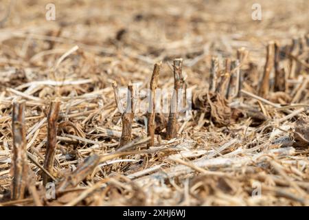 Sojabohnen-Stoppeln auf dem Feld nach der Ernte. Landwirtschaftslandschaft, Erntezeit und Landwirtschaftskonzept Stockfoto