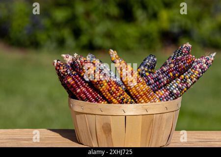 Ohren von indischem Mais, Feuerstein-Mais, in gewebtem Korb. Dekorativer Mais, Herbstdekoration und Herbstsaison-Konzept Stockfoto