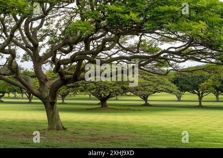 Bäume und Wurzeln auf dem Punchbowl National Cemetery in Honolulu, Oahu, Hawaii, USA. Stockfoto