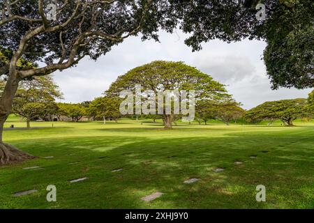 Bäume und Wurzeln auf dem Punchbowl National Cemetery in Honolulu, Oahu, Hawaii, USA. Stockfoto