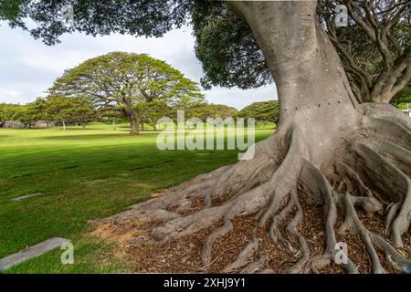 Bäume und Wurzeln auf dem Punchbowl National Cemetery in Honolulu, Oahu, Hawaii, USA. Stockfoto