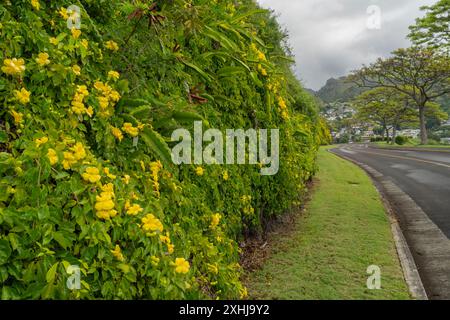 Gelber Trumpetbusch blüht am Eingang zum Punchbowl National Cemetery in Honolulu, Oahu, Hawaii, USA. Stockfoto