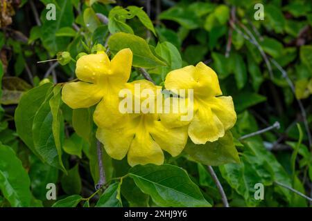 Gelber Trumpetbusch blüht am Eingang zum Punchbowl National Cemetery in Honolulu, Oahu, Hawaii, USA. Stockfoto