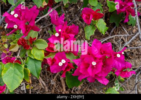 Bougainvillea blüht auf dem Punchbowl National Cemetery in Honolulu, Oahu, Hawaii, USA. Stockfoto