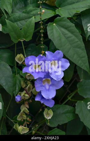 Blaue Thunbergia blüht im Botanischen Garten Lilies uokalani in Honolulu, Oahu, Hawaii, USA. Stockfoto