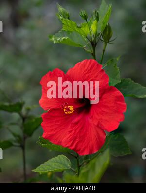 Hibiskusblüte in den Foster Botanical Gardens in Honolulu, Oahu, Hawaii, USA. Stockfoto