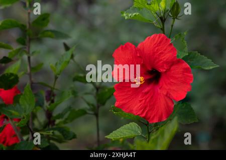 Hibiskusblüte in den Foster Botanical Gardens in Honolulu, Oahu, Hawaii, USA. Stockfoto