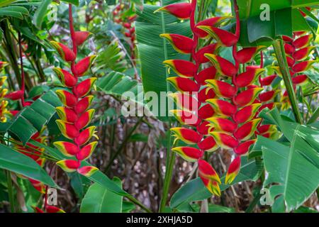 Hummerkrallen in den Foster Botanical Gardens in Honolulu, Oahu, Hawaii, USA. Stockfoto