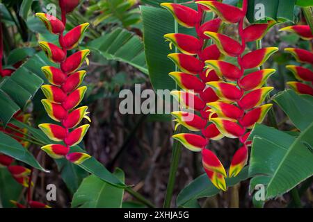 Hummerkrallen in den Foster Botanical Gardens in Honolulu, Oahu, Hawaii, USA. Stockfoto