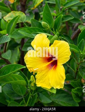 Hibiskusblüte in den Foster Botanical Gardens in Honolulu, Oahu, Hawaii, USA. Stockfoto