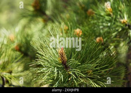 Lodgepole Pine - Federschieber mit unreifen Kegeln Stockfoto