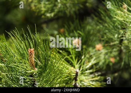 Ponderosa Pine - Frühjahrsschießen Stockfoto