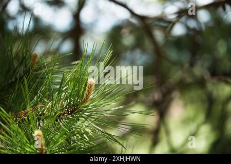 Lodgepole Pine - Frühlingsausbrüche Stockfoto
