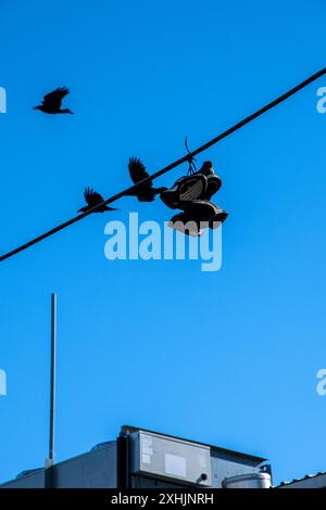 Raben fliegen mit zwei Paar Schuhen auf Stromleitungen in Iqaluit, Nunavut, Kanada Stockfoto