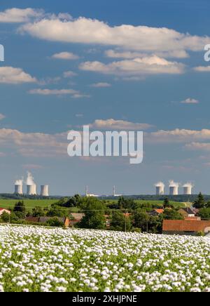 Blühendes Opiummohn-Feld im lateinischen Papaver somniferum und Kernkraftwerk Dukovany wird weißer Mohn in der Tschechischen Republik für Lebensmittel indu angebaut Stockfoto