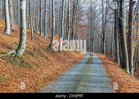 Herbstwaldstraße im Laubbuchenwald, Tschechien Stockfoto