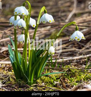 Frühlingsschneeflockenblumen in lateinischer Leucojum vernum Stockfoto