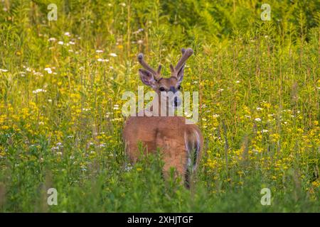 Weißschwanzbock an einem Juliabend im Norden von Wisconsin. Stockfoto