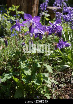 Colorado Columbine, Rocky Mountain Columbine oder Blue Columbine, Aquilegia coerulea, Ranunculaceae. USA, Nordamerika. Heimisch in den Rocky Mountains. Stockfoto