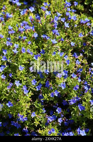 Purple Gromwell, Glandora diffusa, „Heavenly Blue“, SYN. Lithodora diffusa und Lithospermum diffusa, Boraginaceae. UK. Stockfoto