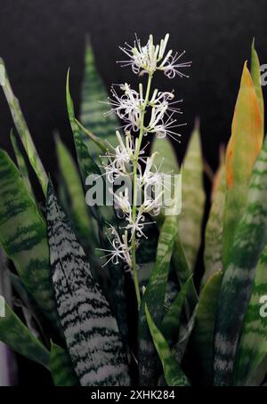 Mutter in der Sprache der Gesetze, Sansevieria, Dracaena trifasciata, Sparagaceae. Auch bekannt als Schlangenpflanze und St. Georges Schwert. UK. Heimisch in tropischen und subtropischen Stockfoto