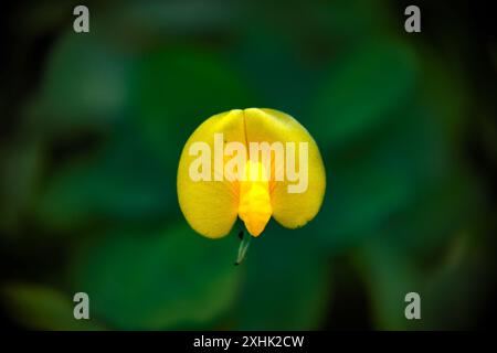 Erdnuss (Arachis hypogaea), gelbe Blüte der Erdnusspflanze. Stockfoto