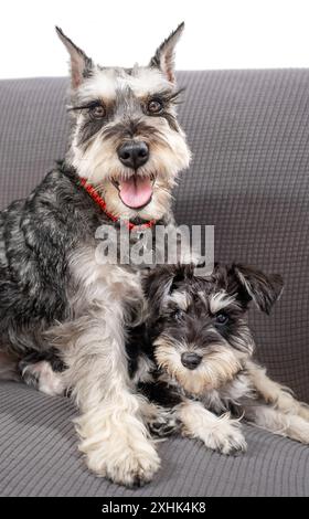 Mini-Schnauzer-Welpe liegt zusammen in den Pfoten eines erwachsenen Hundes auf dem Sofa Stockfoto