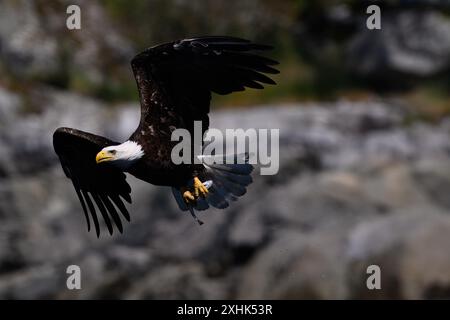 Weißkopfseeadler (Haliaeetus leucocephalus) fangen einen Seehecht im Campbell River, Vancouver Island, British Columbia Stockfoto
