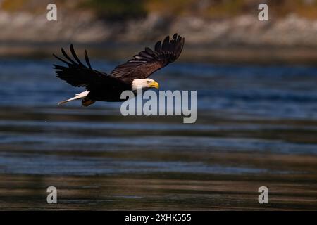 Seeadler fischen auf Seehecht in Campbell River, Vancouver Island. Stockfoto