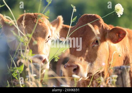 Limousin-Rinderkühe im Limousin-Land. Rinderhaltung und Fleischkonsum. Corrèze, Limousin, Frankreich, Europa. Foto: Hugo Martin/A Stockfoto