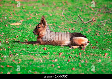 Patagonische Mara liegt auf dem Gras. Das Tier ruht auf dem sonnendurchfluteten Gras. Nagetier Dolichotis Patagonum Stockfoto