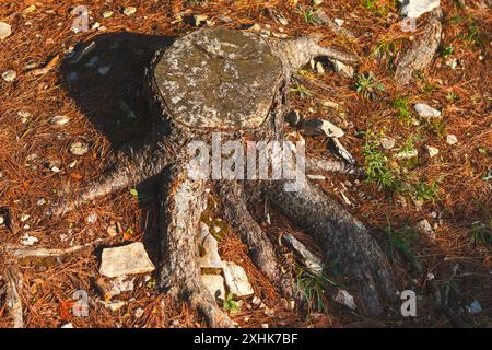 Großer Baumstumpf mit herausstehenden Wurzeln. Der alte Stumpf ist von einem Haufen von Felsen und Blättern umgeben Stockfoto