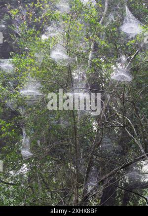 Kuppelnetze von Basilika-Orbflederspinnen (Mecynogea lemniscata), bedeckt mit Morgentau, Brazos Bend State Park, Texas, USA. Stockfoto
