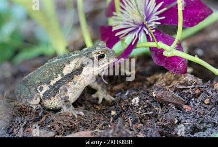 Die Kröte an der Golfküste (Incilius nebulifer) versteckt sich im Schatten der Clematis-Pflanze, Galveston, Texas Stockfoto