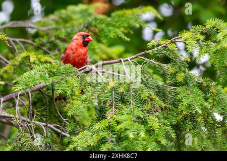 Ein roter männlicher nördlicher Kardinal auf einem immergrünen Baum im Nordosten von Indiana, USA. Stockfoto