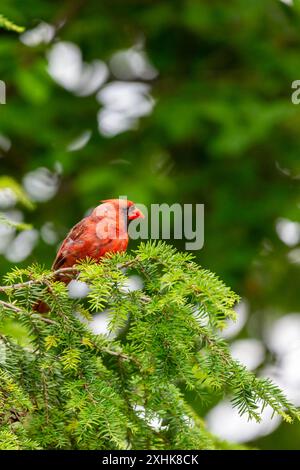 Ein roter männlicher nördlicher Kardinal auf einem immergrünen Baum im Nordosten von Indiana, USA. Stockfoto